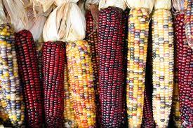 El maíz de todos colores